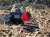 Kolimator-Delta-Optical-MultiDot-HD-36_02.webp